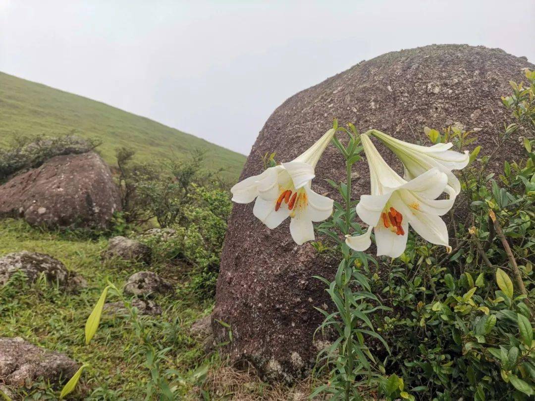 发现新兴风车山上的野百合开得这样美