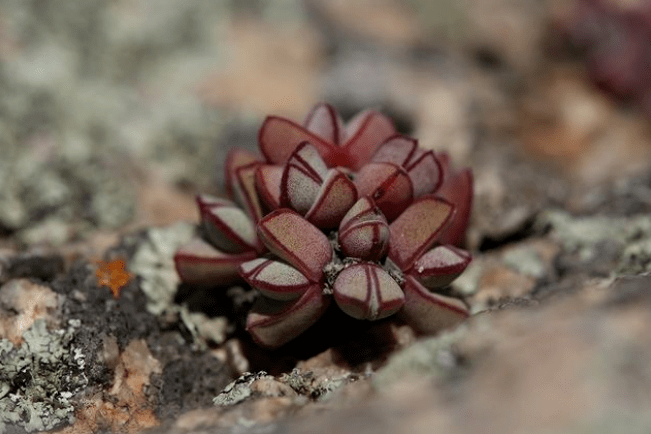 世界那么大多肉那么美我们一起去看看吧63期南非多肉欣赏