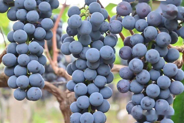 宁洱西洱河畔黑旋风葡萄熟了