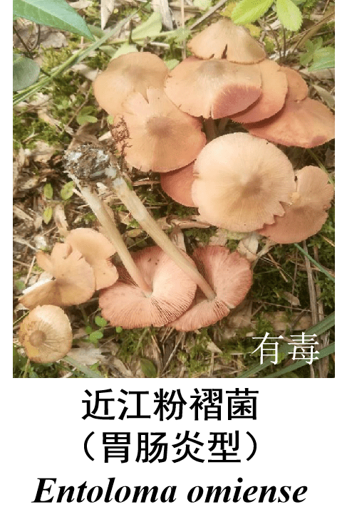 毒蘑菇简谱_毒蘑菇图片大全