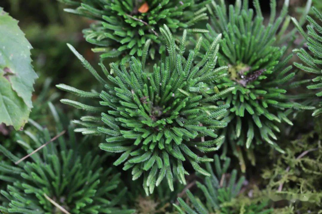 科五味子屬6,華中五味子 schisandra sphenanthera五味子科冷飯藤屬5