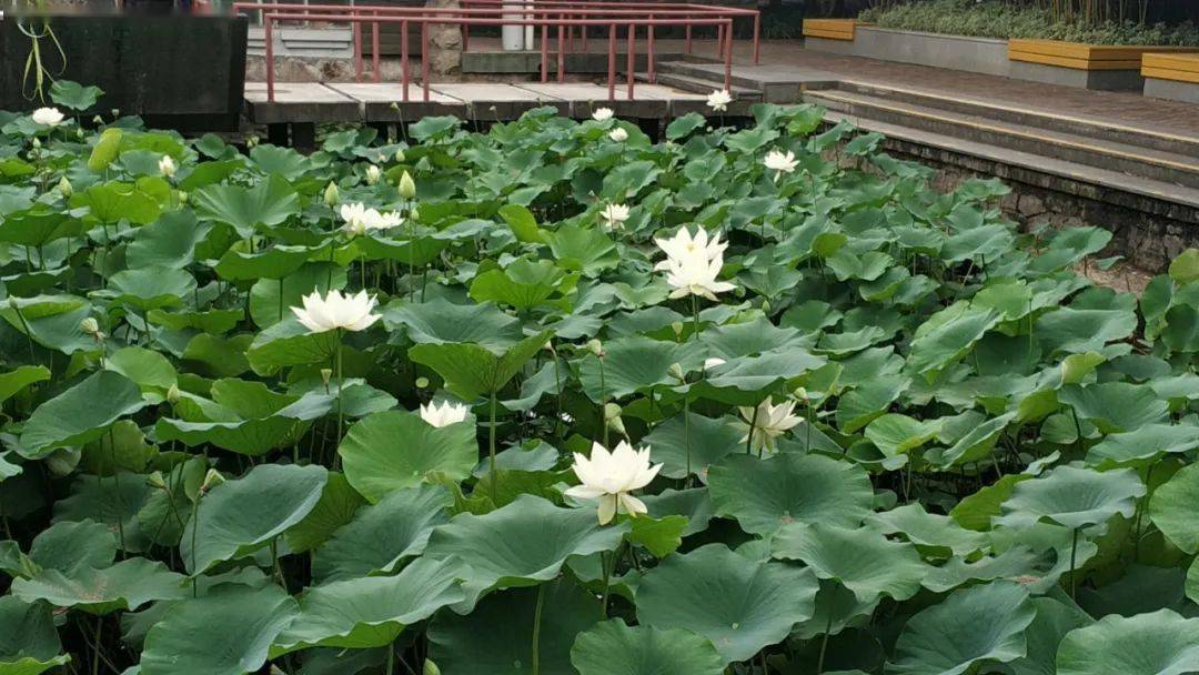 沪上公园绿地荷花盛开赏荷走起