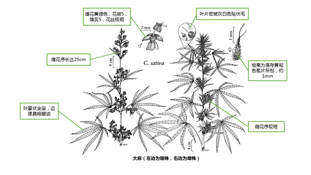 毒品原植物简笔画图片