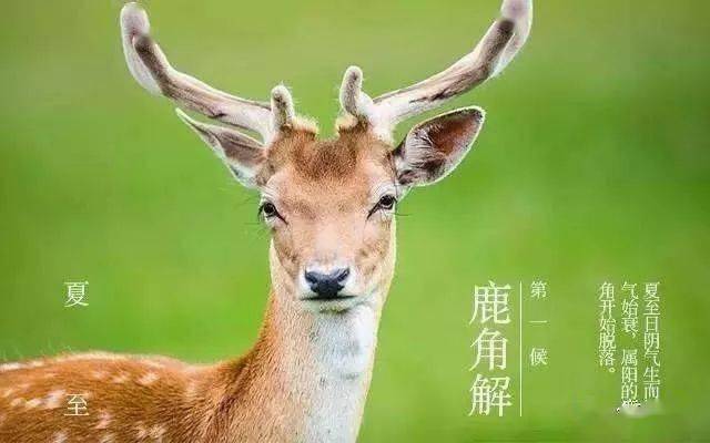 物候夏至一候鹿角解
