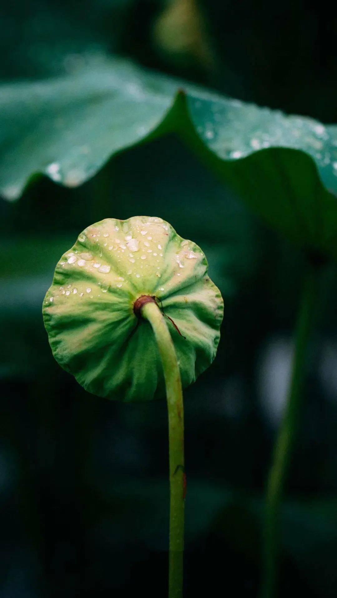 夏至:几回疏雨滴圆荷_万物