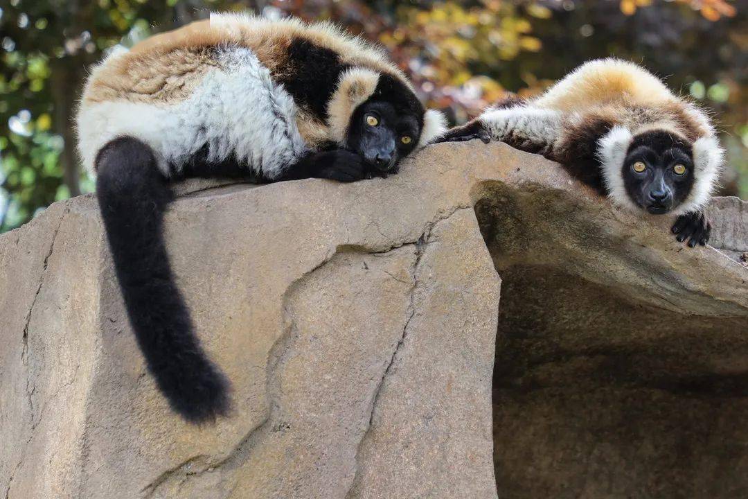 罕见的斑狐猴宝宝亮相啦!