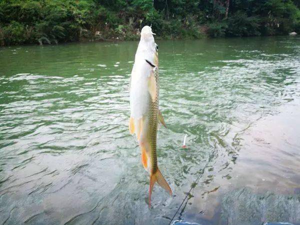 冲钓赤尾子鱼最大的有三四斤力道了得