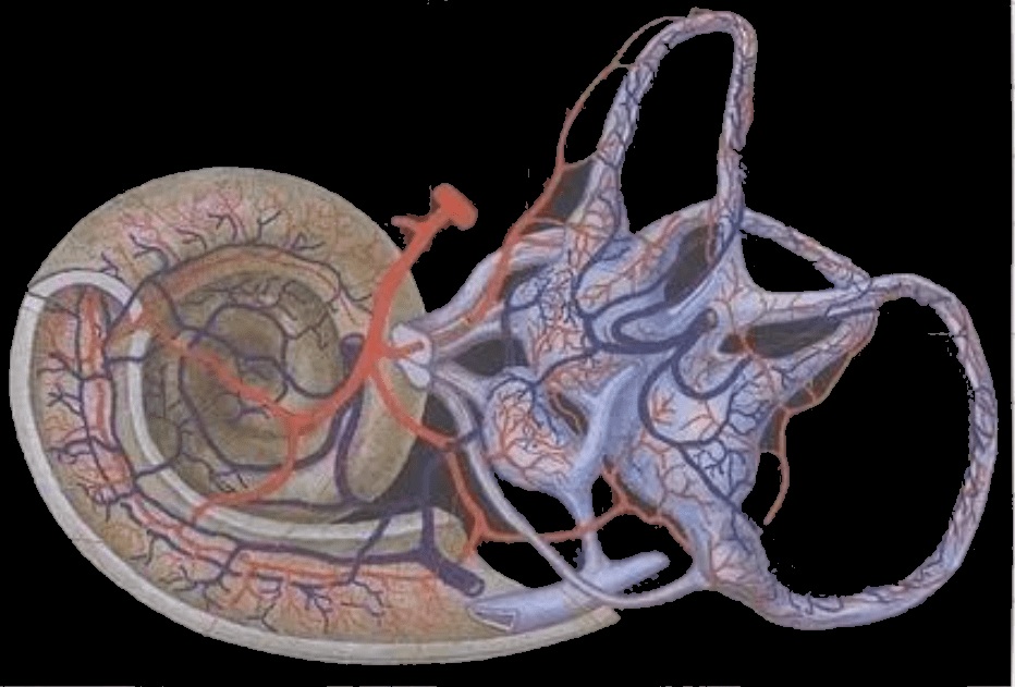 常见发病机制包括:内耳血管痉挛,血管纹功能障碍,血管栓塞或血栓形成