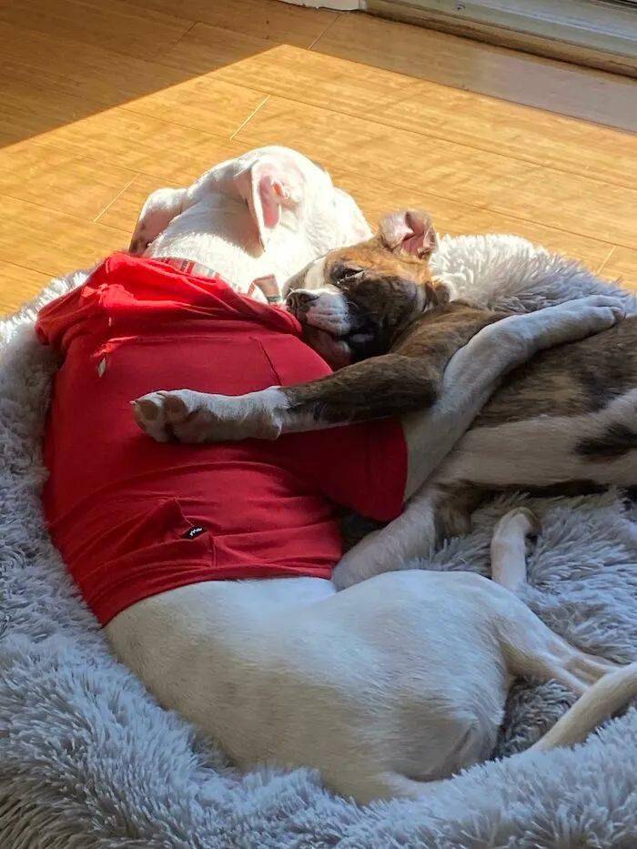 小狗狗得知自己被领养后.这个反应也太可爱了吧!