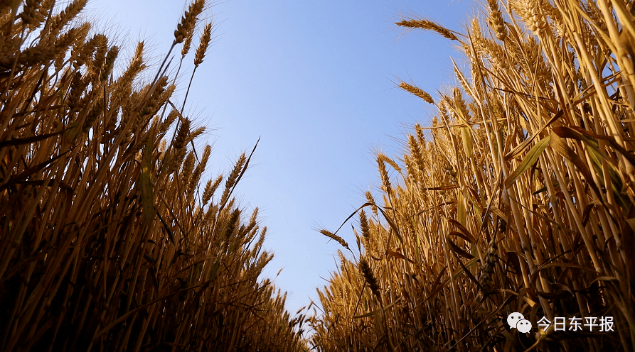 视频记录丰收季在东平有一种美景叫风吹麦浪