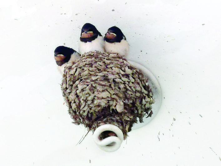 燕子筑巢裹灯管 户主两月未开灯