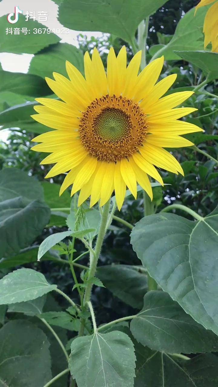 向日葵有一个很好的花语入目无他人四下皆是你有你时你是太阳我目不转