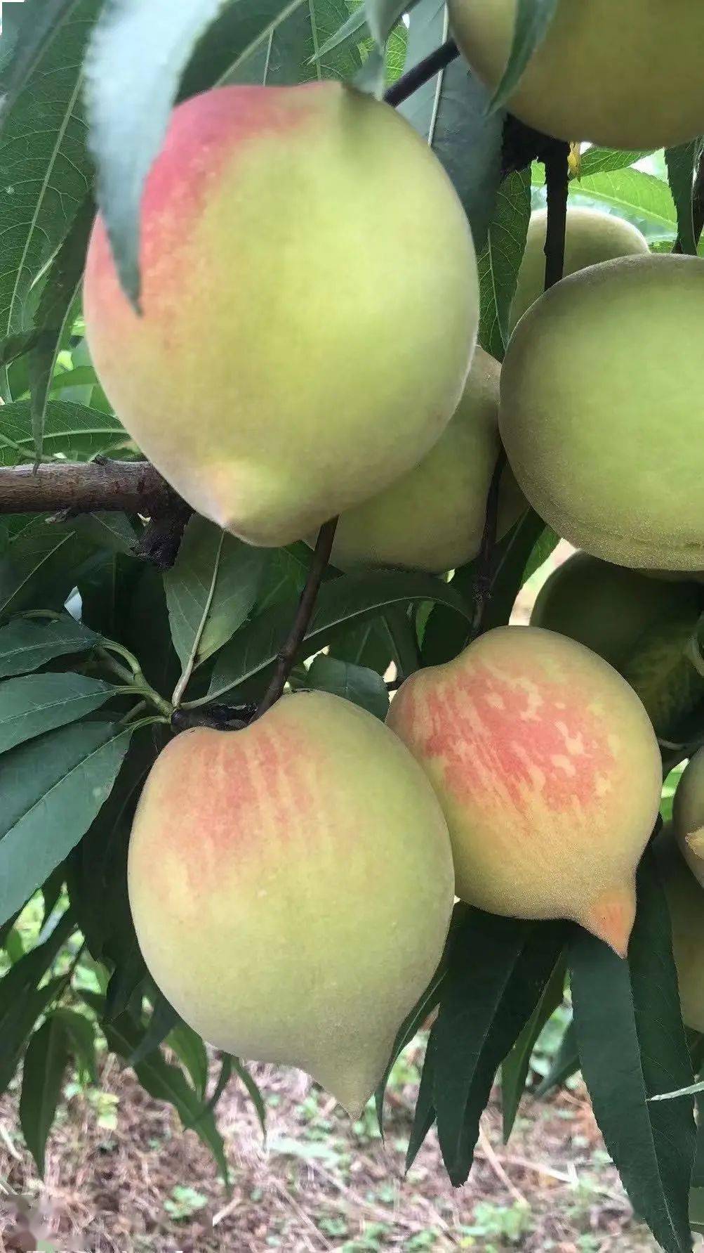 鹰嘴桃——翁源鹰嘴桃初夏,遇见你是桃子类绝佳之品清甜且带有蜜味,是