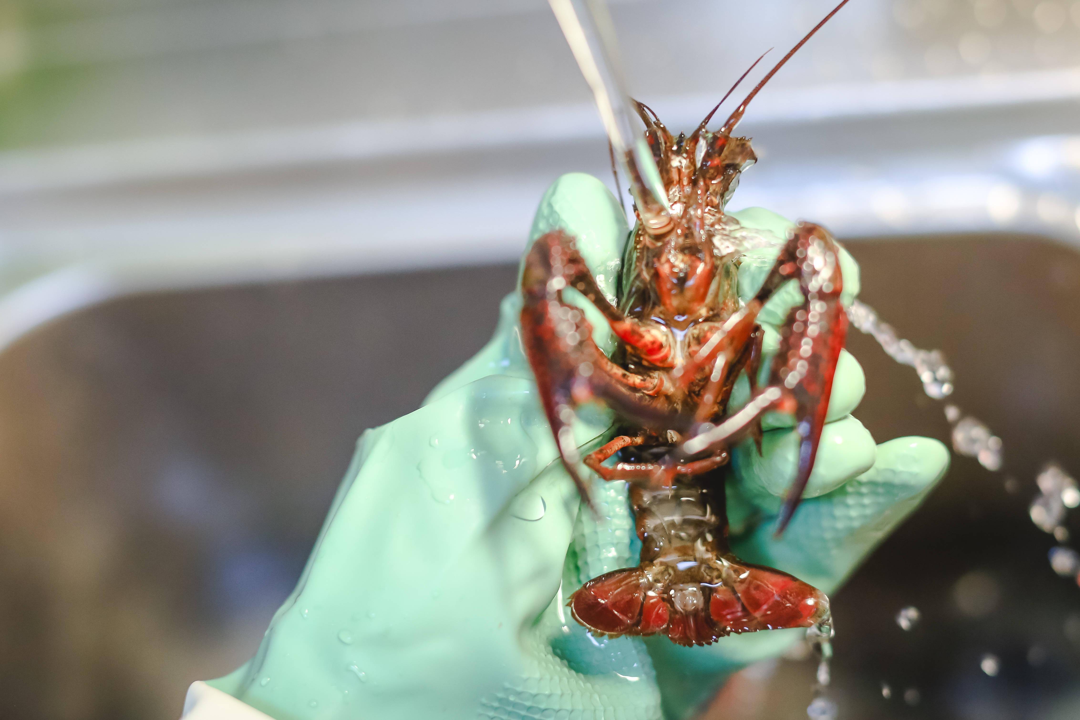 下面我们开始清洗小龙虾的步骤:先来了解一下小龙虾的构造,胃在眼睛