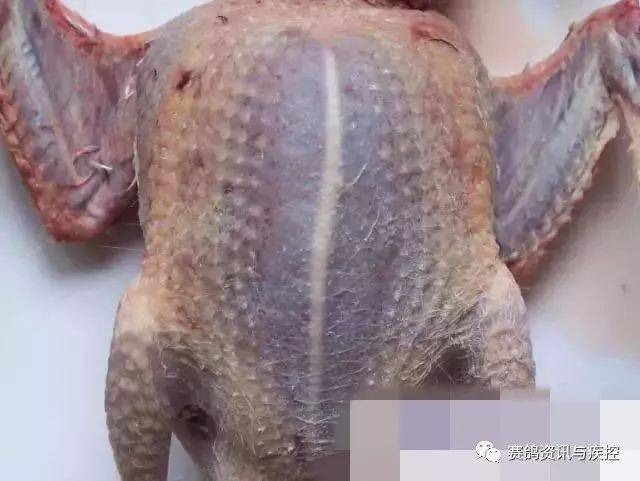 鸽声龙骨弯的赛鸽不可留