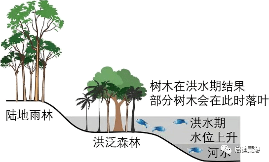 7-8月 d.11-12月2.与陆生雨林生态系统相比 洪泛森林生态系统)a.