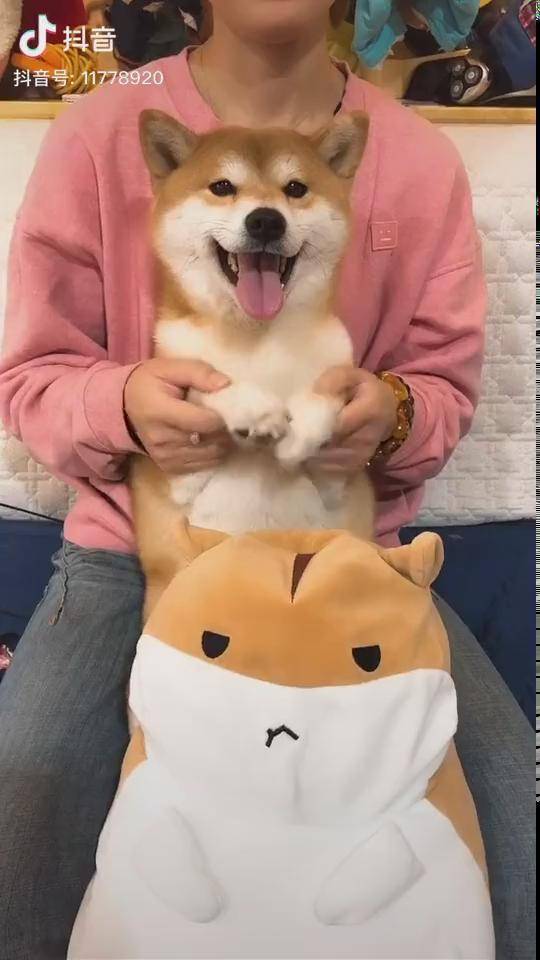 又营业啦啦啦啦柴犬手势舞