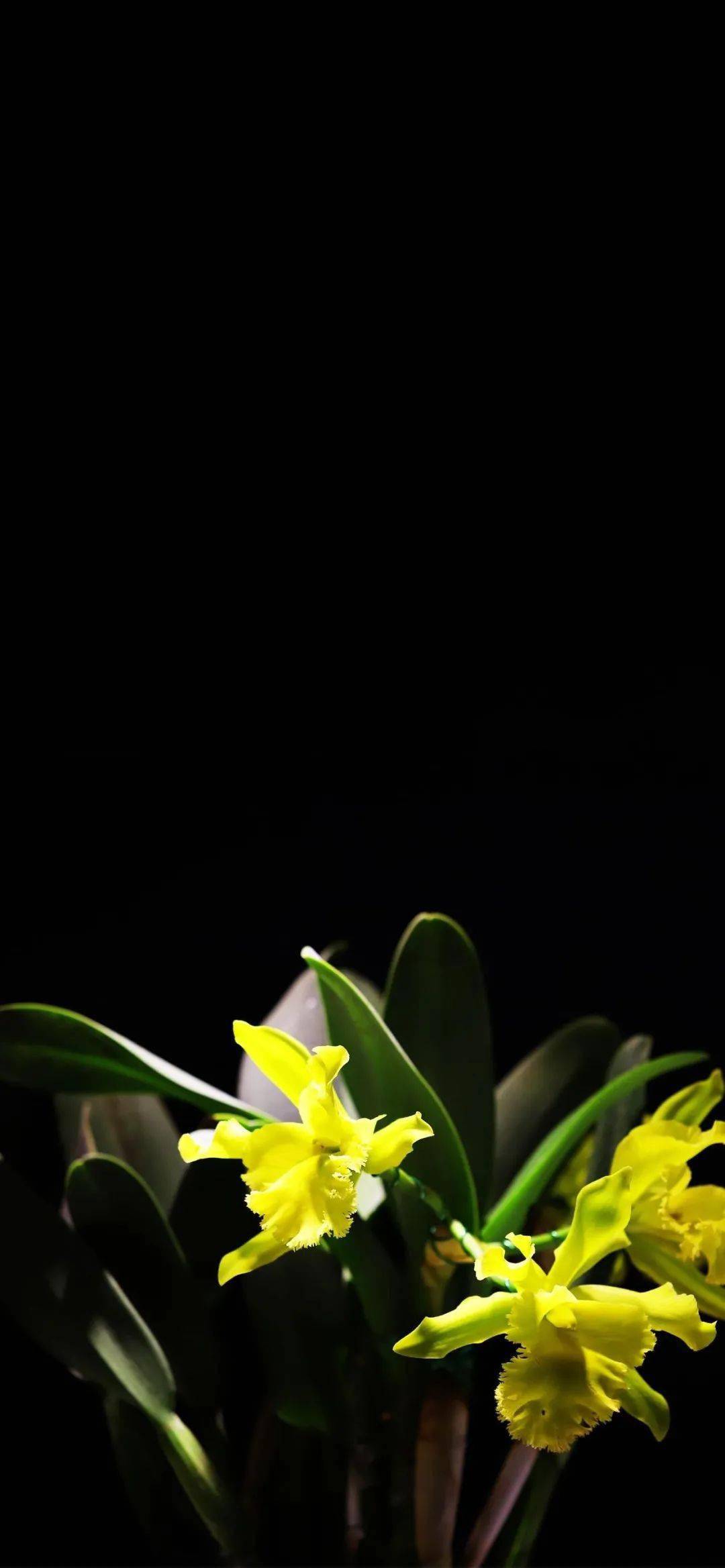 精选壁纸专属你的兰花