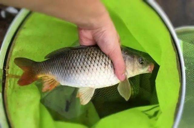 一到伏天我就只用这诱鱼绝学十有九准大鲤鱼不请自来