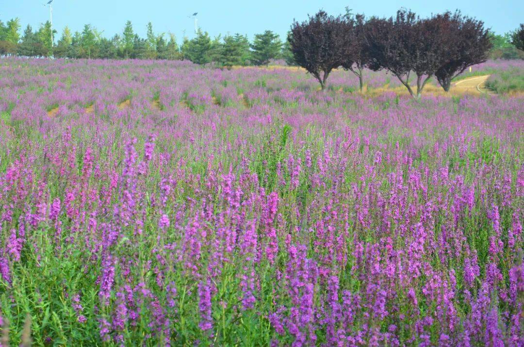 这里已是花的海洋.浪漫来袭,这里千屈菜已悄然绽放.