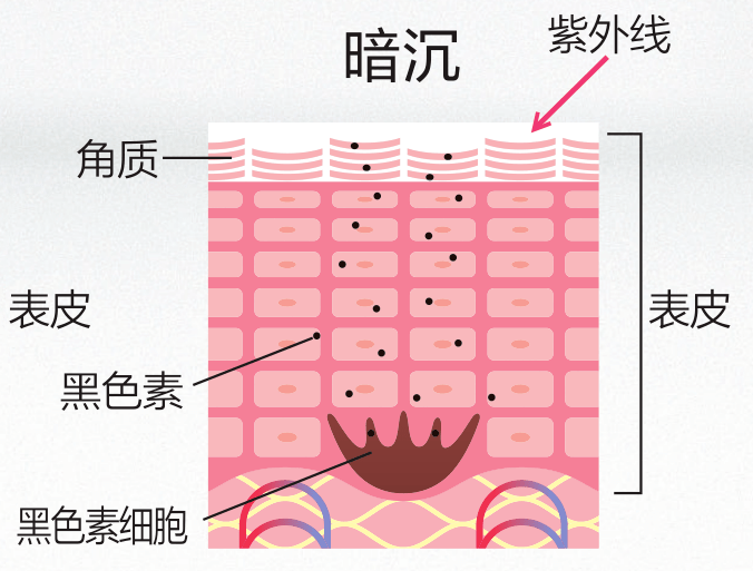 进而丧失透明感干燥使角质肥厚皮肤表层主要受热量较高的紫外线b波(uv