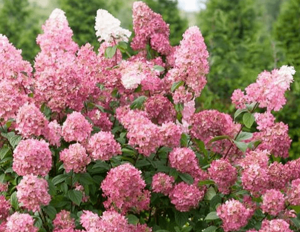 每日一花夏日美人绣球新老枝开花易出笋