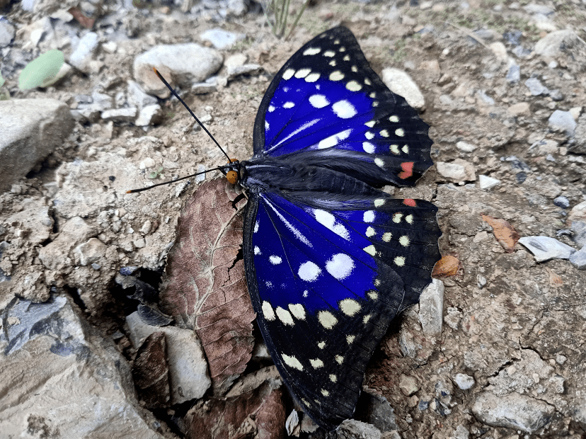 合肥首次发现 虞磊