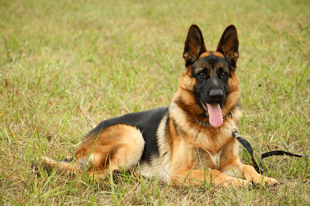 刑警学院出售"胆小"淘汰犬,最低200元