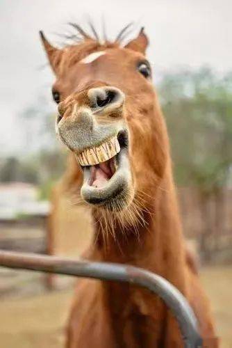 面部表情有27种,黑猩猩有13种,狗有16种,而总是拉着一张大长脸的马