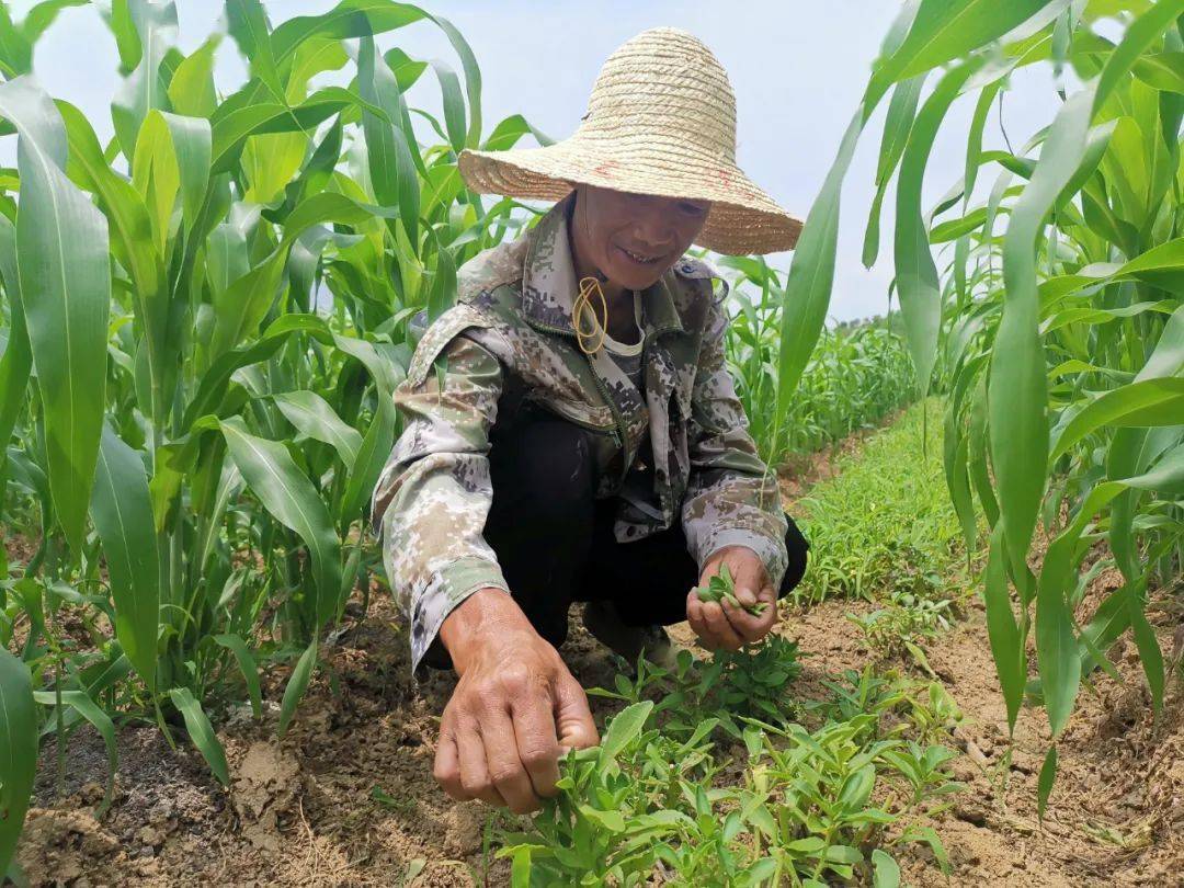 禹谟镇新寨村农作物间作套种助农增收