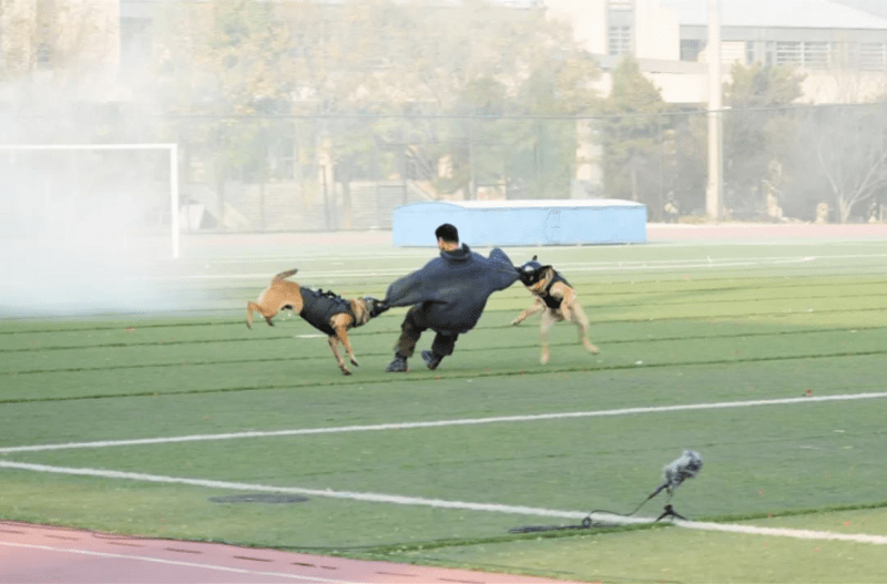 中国刑事警察学院出售淘汰犬_警犬