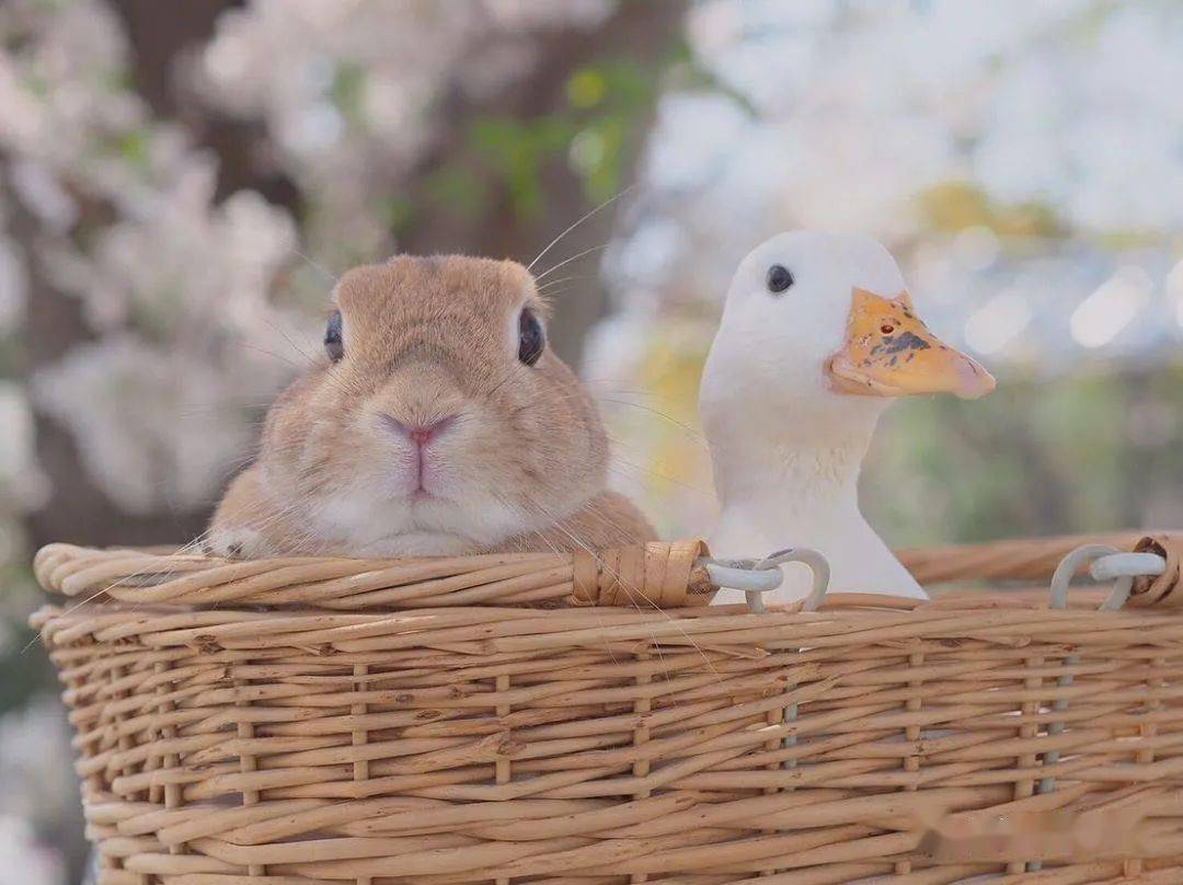 兔鸭cp的赏樱约会