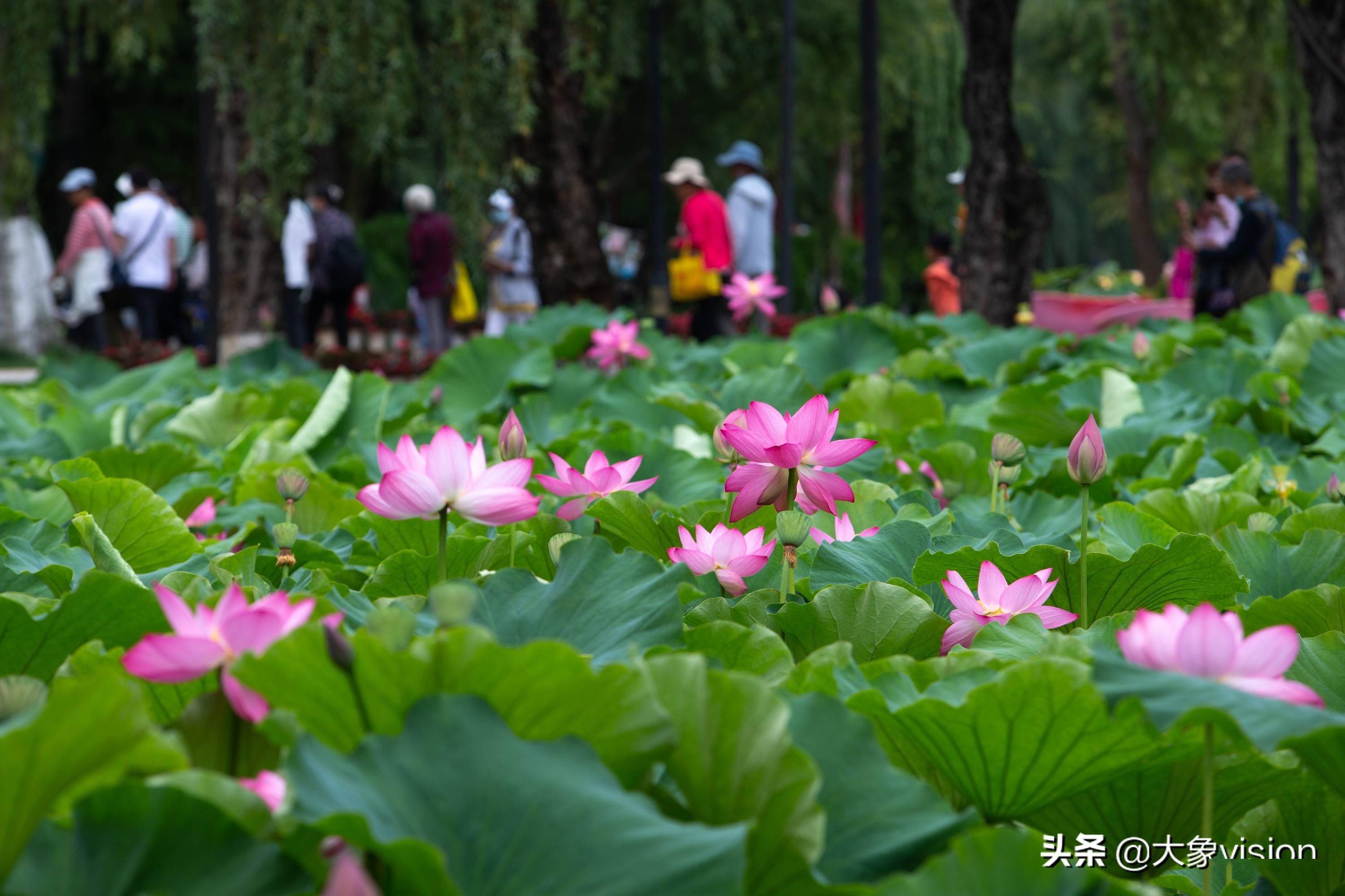仲夏时节到昆明大观楼 赏一场荷花盛宴_公园