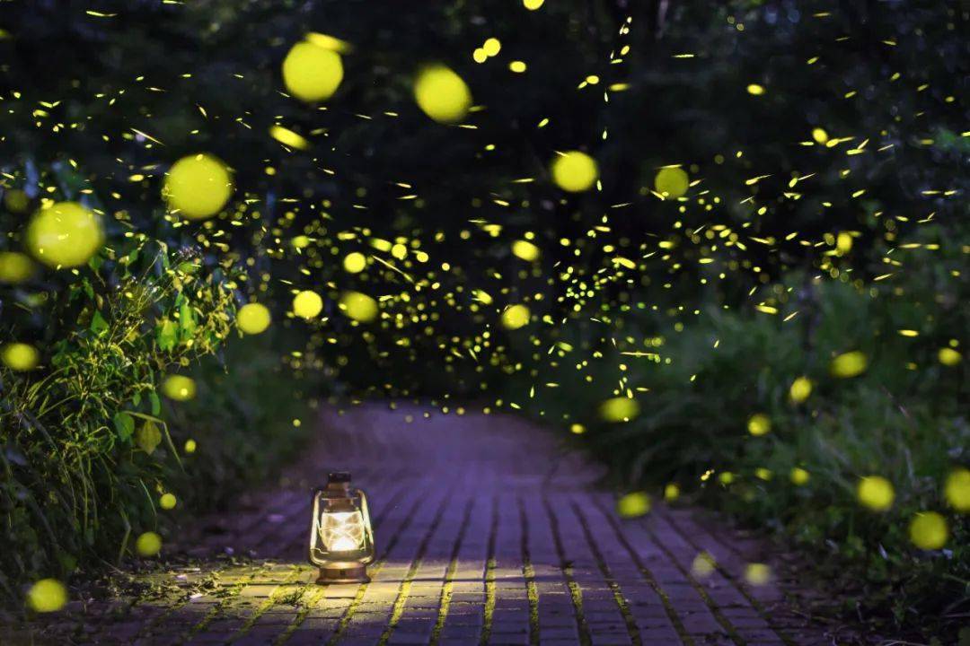 有萤火的夏夜,叫一水间_武义