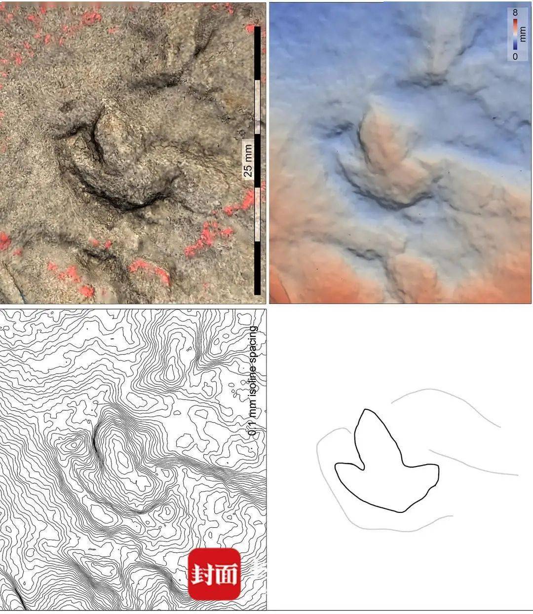 化石|四川自贡发现中国最小恐龙足迹，像极了小鸡爪
