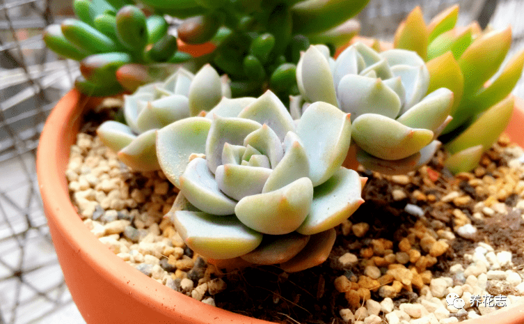 追求颜值 性价比 养多肉就选普货白牡丹 打理 扦插不费劲 花友