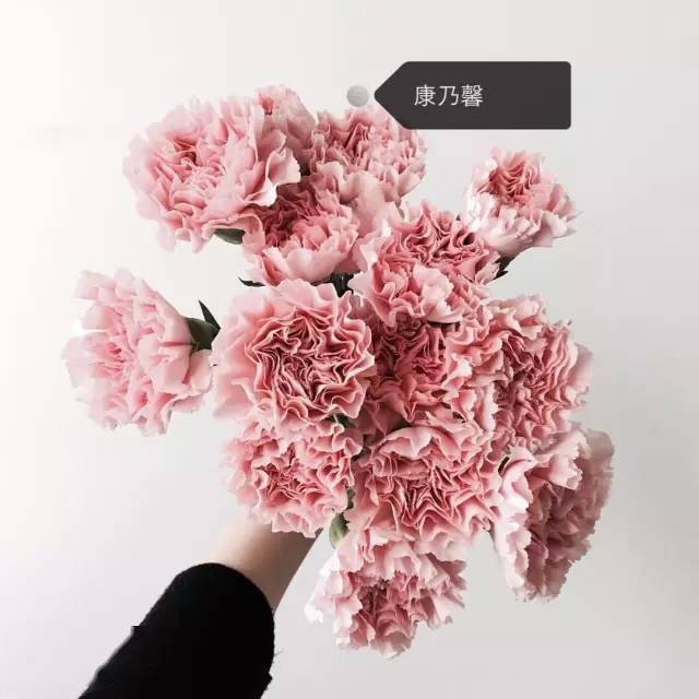 50种常见鲜花的花语大全扫盲贴6686体育官网(图1)