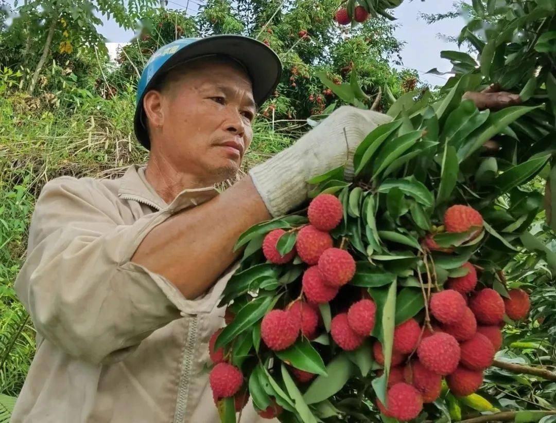 资讯丨丰产又丰收玉林果农尝到荔枝品改甜头
