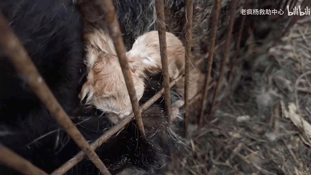 猫咪救助视频全过程 fae0048901cf4e61863364fa1ed87c6d.png
