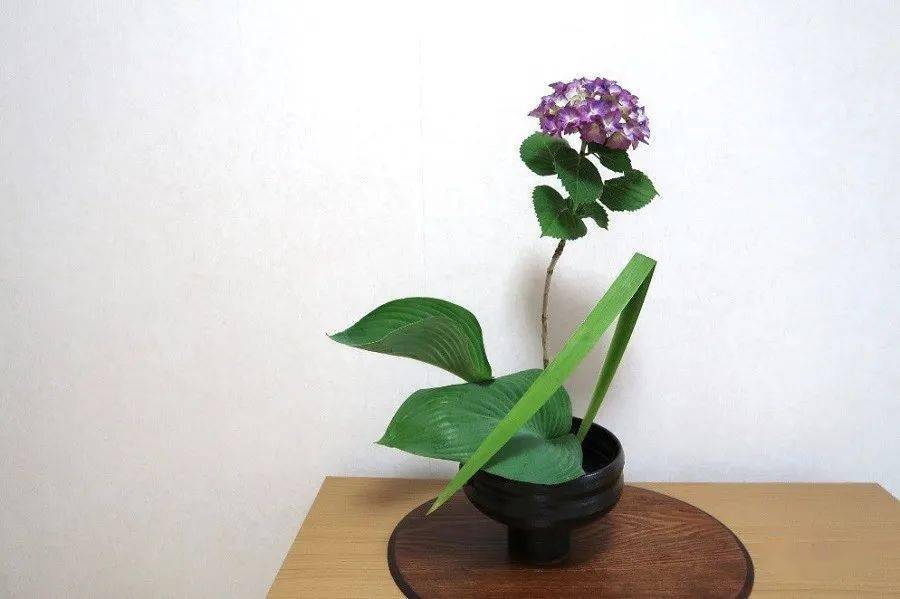 朱岚插花 一朵紫阳花的七变化 花茎