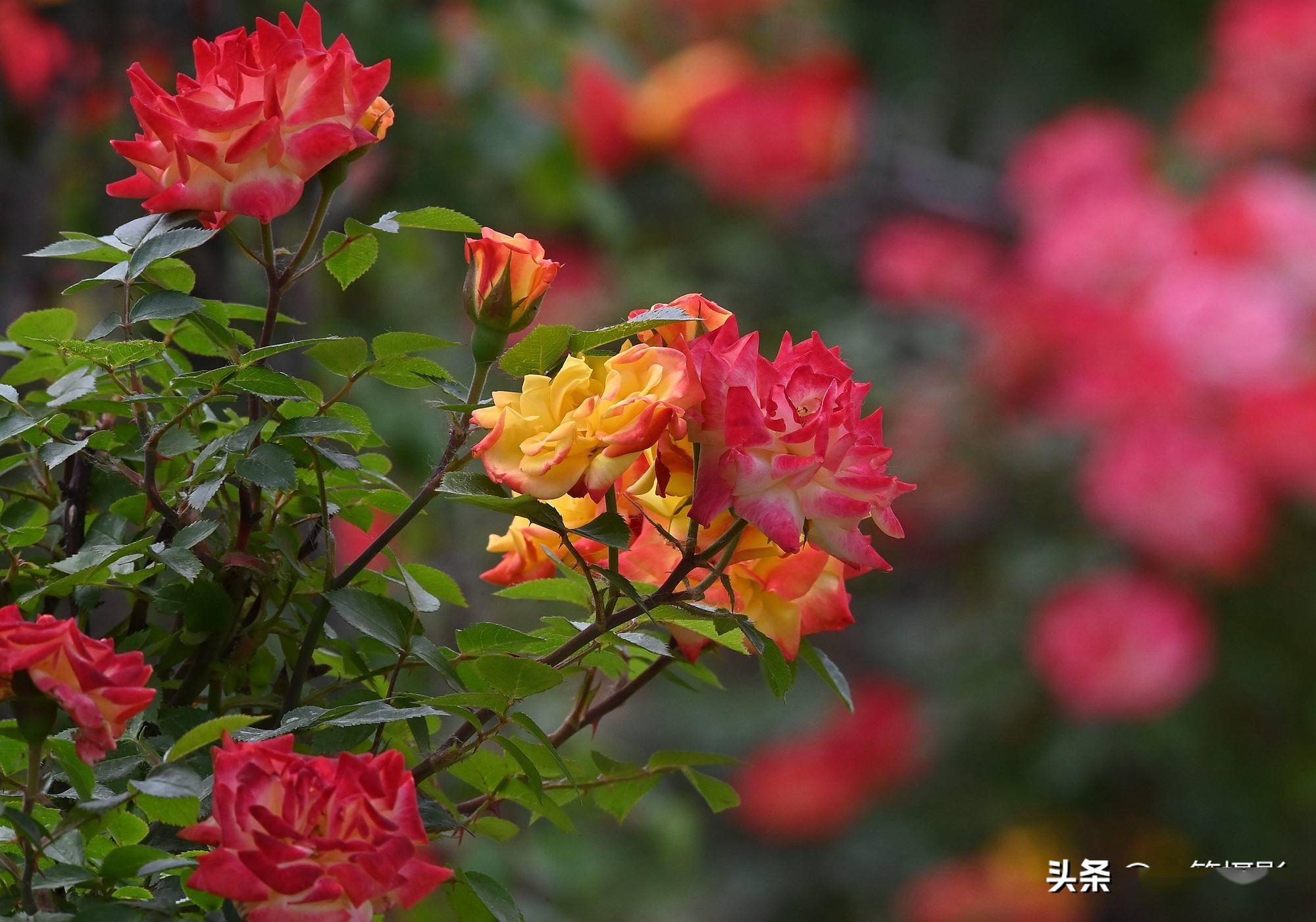 五月花 月季
