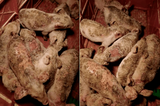 仔猪的皮肤角化病理总结