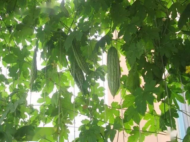 阳台上种这些夏天能隔热降温还有瓜果吃阳台种菜