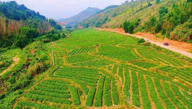 韶关南雄溪黄草成农民增收致富"法宝"_种植