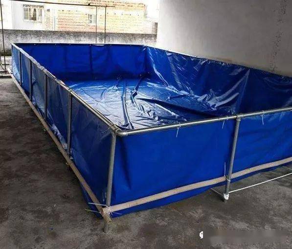 帆布池养虾真的具有优势吗有人成功有人失败背后的原因是