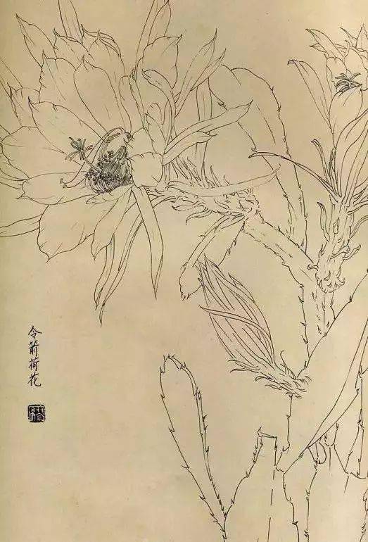 花卉白描画图谱,难得一见的好资料_国画