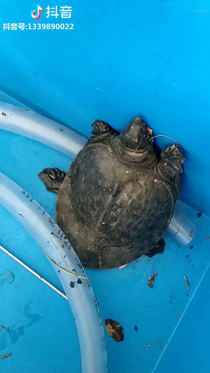 收到一个甲鱼黑黑花底取针了