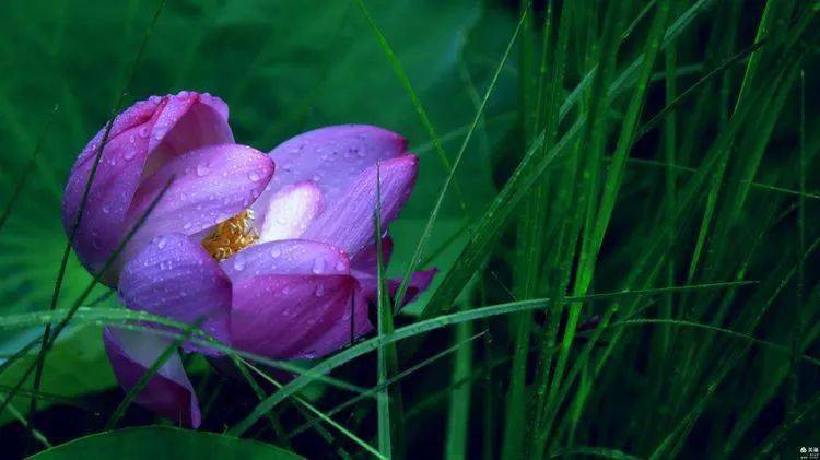 诗意荷花 | 心若澹然听荷韵,玉自高洁散冷香_芙蓉