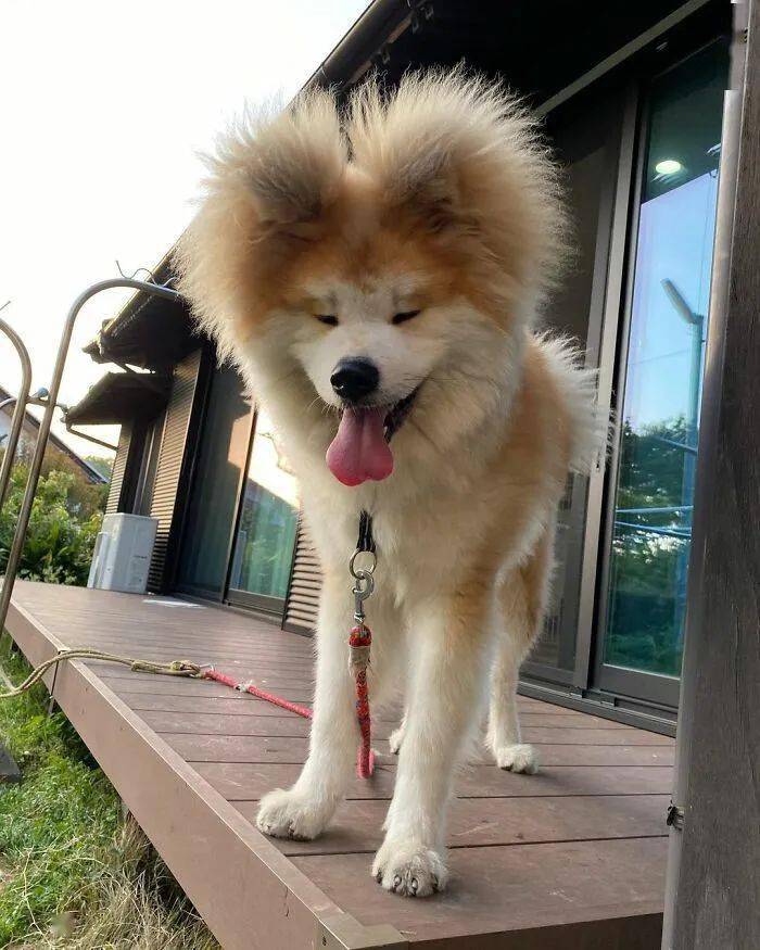 外网一只秋田犬火了网友看了不禁笑翻它的头是爱心形的