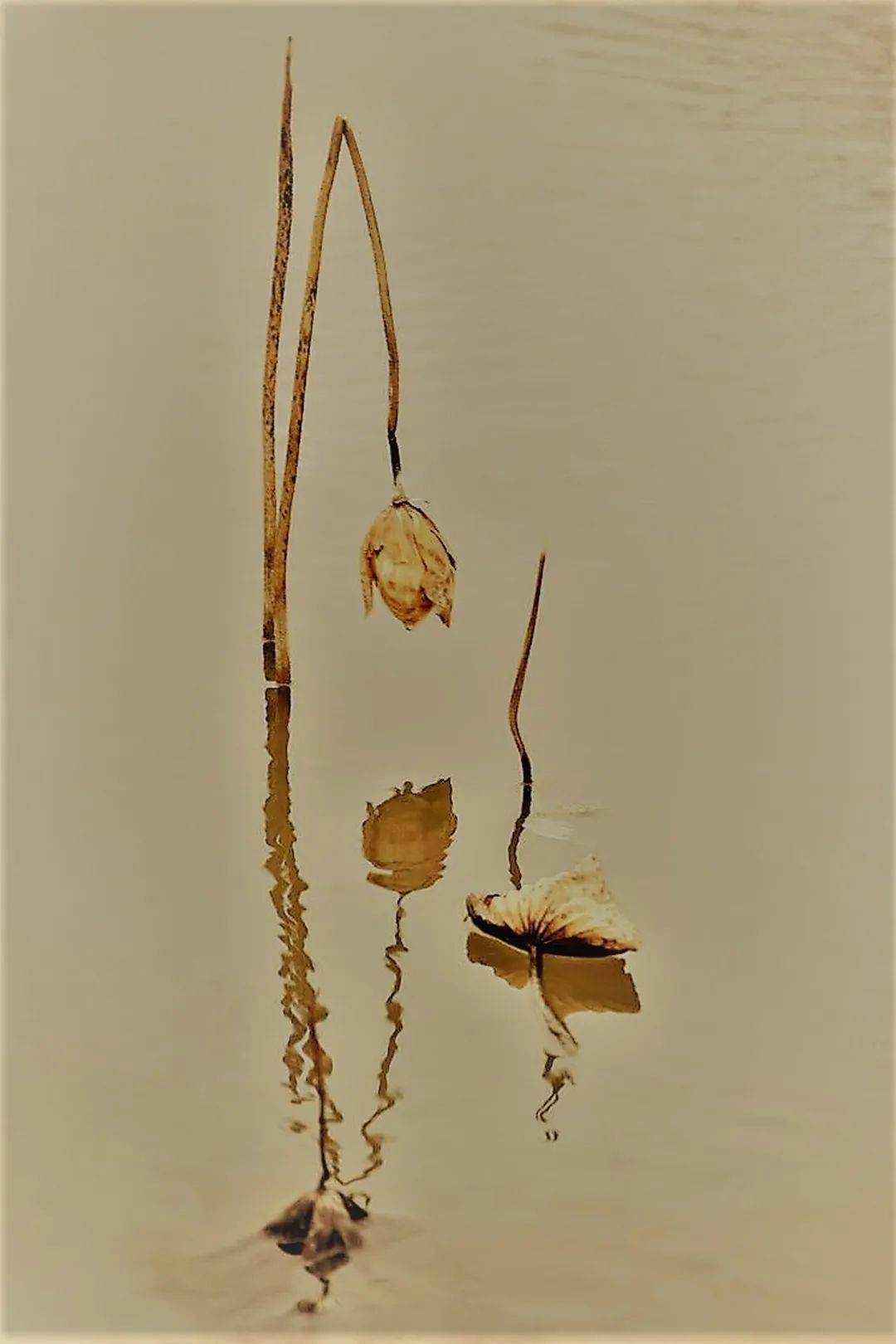 庆祝建党100周年合肥市摄影之友摄影作品展